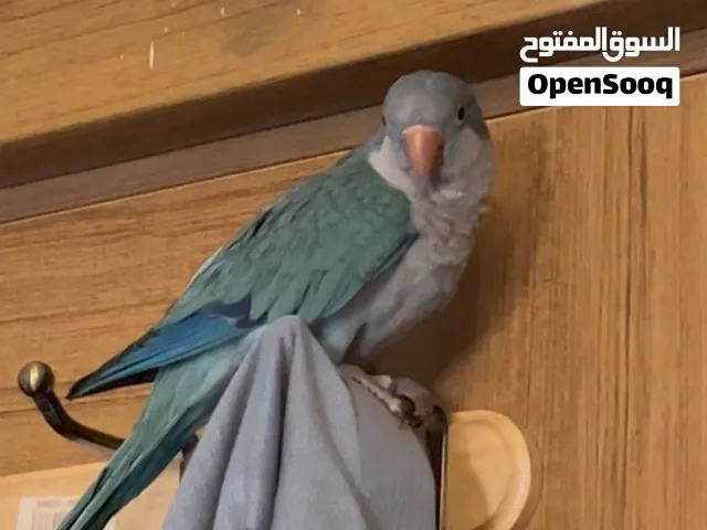 ببغاء كويكر لون ازرك