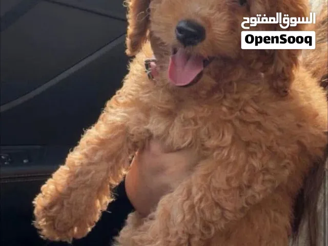 كلب أنثى للبيع