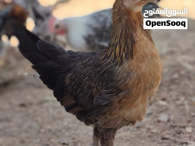 دجاجة كحلية كويتي