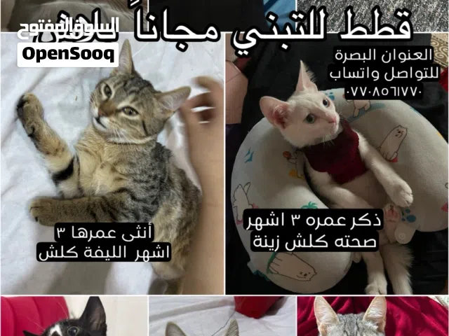 قطط للتبني