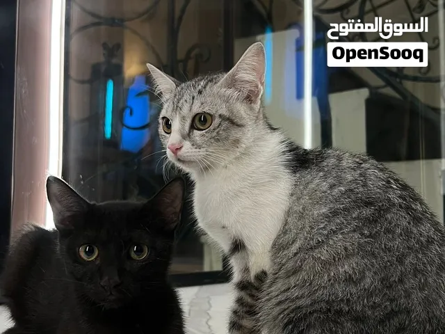 Female kittens for adoption  قطط اناث صغيرة للتبني