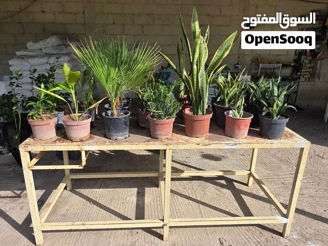 أشجار للبيع