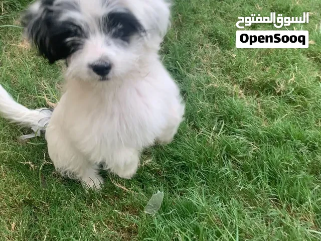 كلاب زينة سعر الواحد 35 الف قفل