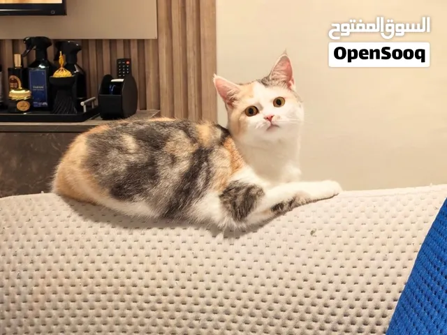 للتبني مع بعض