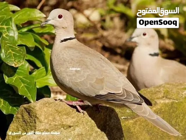 للبيع حمام بر