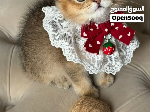 قط سكوتش ذكر للبيع