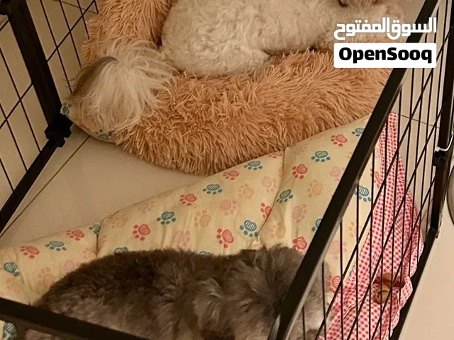 Adorable Poodles Ready for Their New Family بودل كيوت مستعدين يلاقوا عيلتهم الجديدة