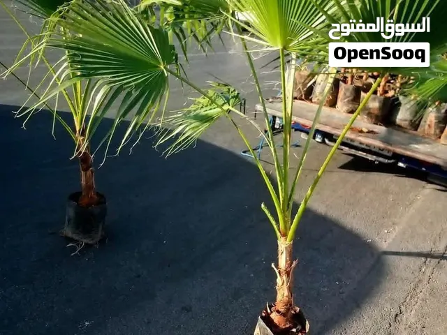 بسم الله ماشاء الله يتوفر لدينا نخيل واشنطونيا زينه