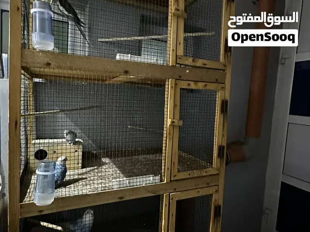 طيور للبيع مع القفص
