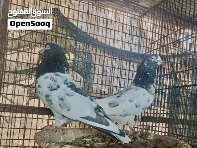 بيع طيورباكستاني انسال مختلفه وطيران