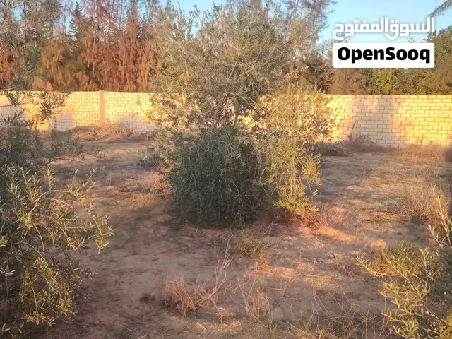 زيتون اسباني زيت
