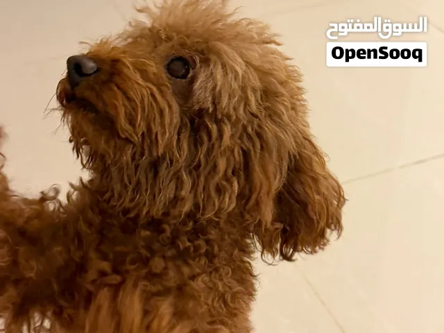 بودل انثي 4 سنوات
