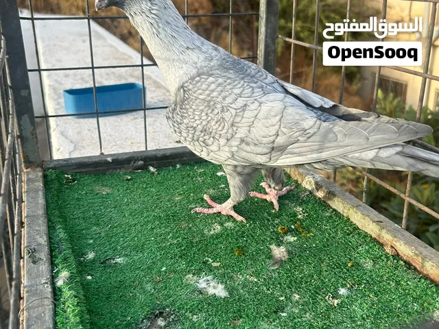 جوز جلوف مخاليف شغالين