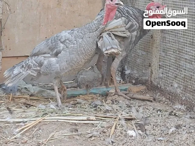 متاح فسيفس رصاصي نوادر امهات علئ وجه بياض  البصره قضا المدينه الزوج ب 175قفل قفل قفل