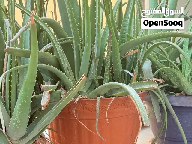 Aloe Vera big pot