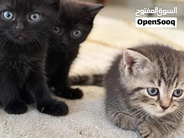 قطط مكس سكوتش ستريت و فارسي