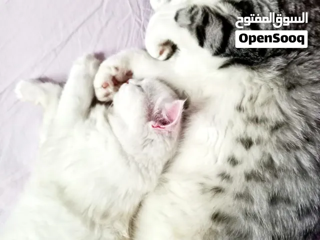 سبعة قطط للبيع مجانا بدون مقابل، ثلاث إناث ودكرين واثنين بعمر ثلاث ايام