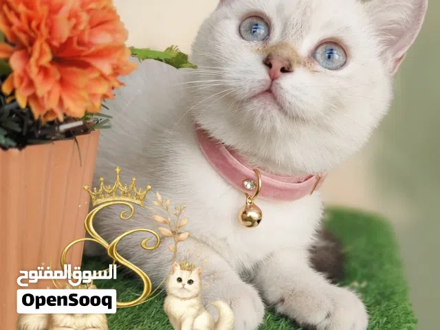 انثي سكوتش ستريت شورت هير