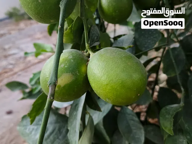 شتلات  ليمون ماير