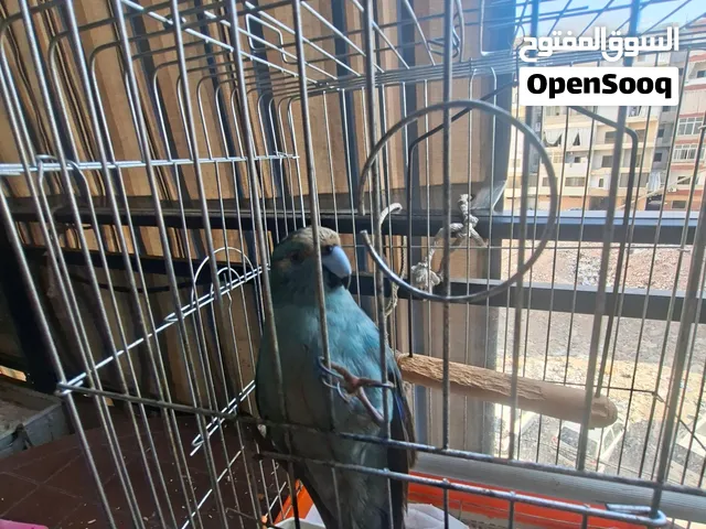 ببغاء كاكاريكي