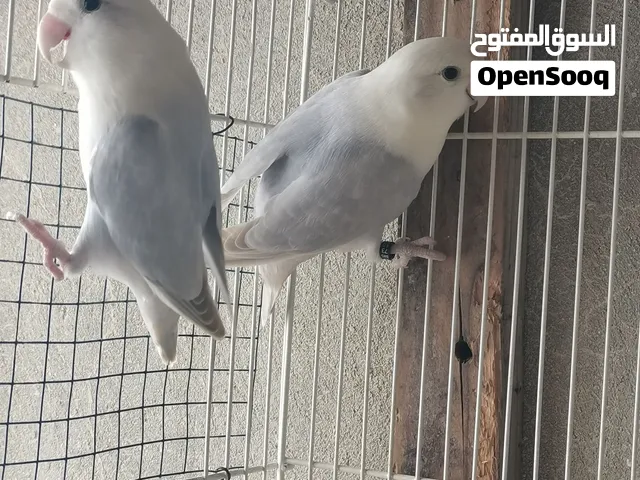 طيور كوكتيل