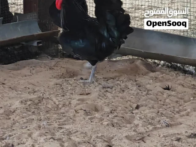 دجاج عراقي بياض