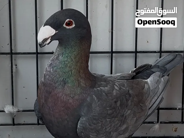 حمام هومر و كارير للبيع