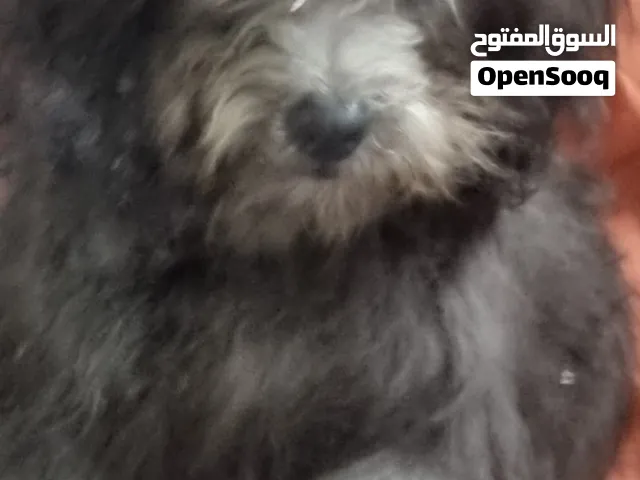 Shih-Poo Male Teddy Toy Puppy For sale