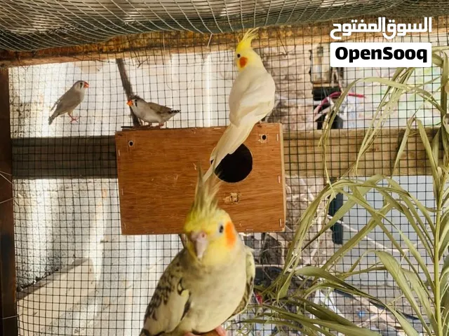كوبيا ككتيل دكر لتينو انتا ازابيل الإنتا متروضا لكن مش فل لي التواصل رسايل بس
