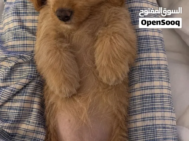 انثى Maltipoo السعر 6000 وقابل للتفاوض