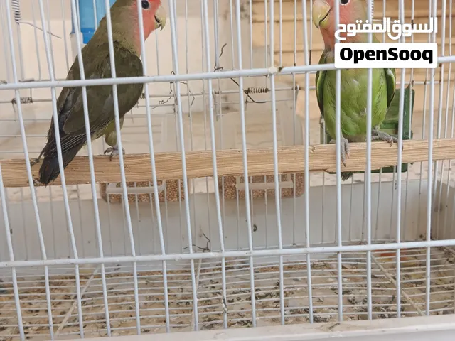 سلام عليكم متوفر كوبيه بركديلو تبارك الرحمن