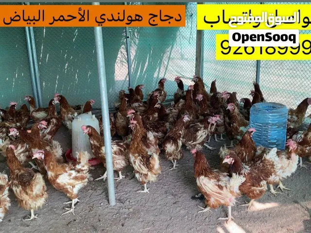 دجاج هولندي الأحمر البيااض