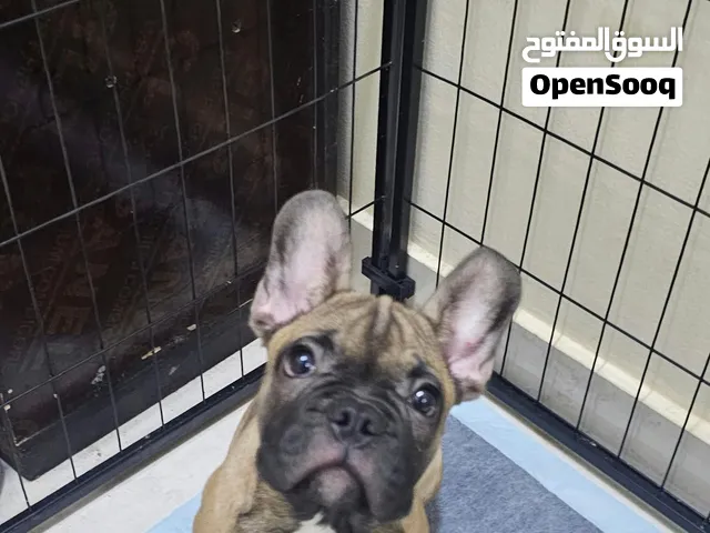 French Bull Dog Puppy