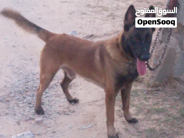 متاح ذكر مالينو