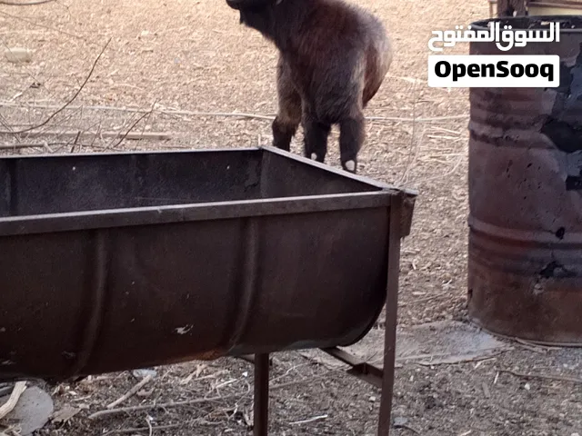 ماعز للبيع عنزات ثنتين وجدي وصخله وفحل ثني شاميات نخب النخب العنزات والصخله هدات من 20 يوم