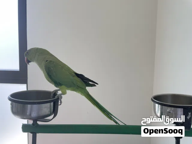 ببغاء دره أليف