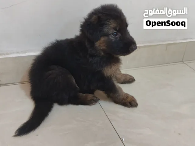 جراوي جيرمن شيبرد لونج هير 35 يوم