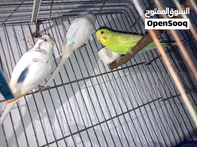 عصافير بقلينو للبيع زوز دكورة وحدة انتاية