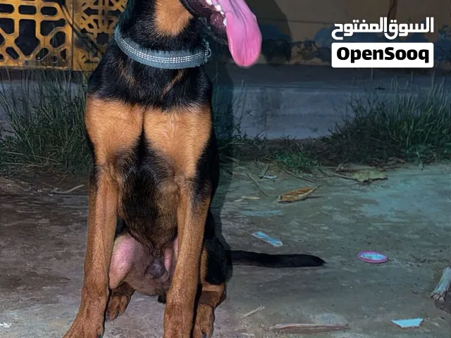 Doberman Shepherd/دوبرشفرد كلب نادر من انتاج قوي عمر خمس شهور دمه حار
