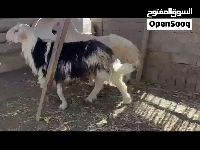 هوش عمانيات للبيع الي في الصوره انباع