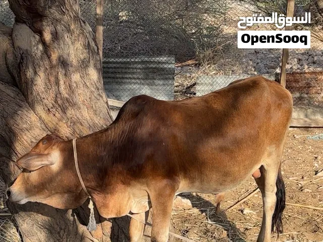 للبيع عجل مطعووم فول سمنه الله يبارك الي يبا يربي او يذبح