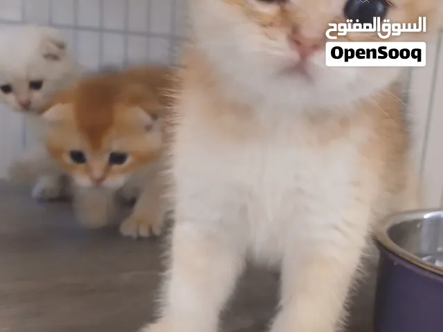 سكوتش فولد شهر ونص للبيع