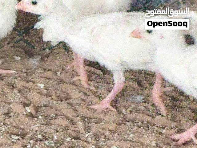 صوص دجاج الخيبر العمر اسبوع مطعم التطعيم الاول والثاني خالي تماما من الأمراض السعر 5 درهم الحبه