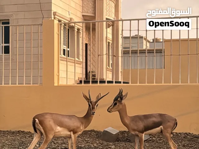 للبيع عنز وتيس