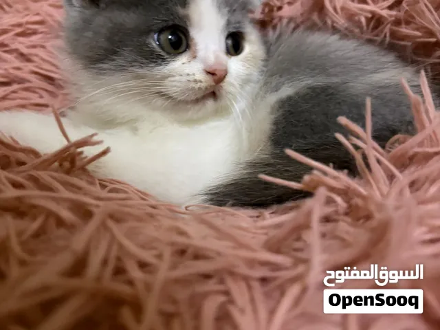 سكوتيش فولد