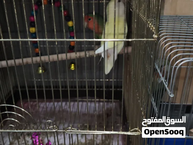 زوج طيور روز شغال و الحمدالله مع بيض و فراخزوج طيور روز شغال و الحمدالله مع بيض و فراخ