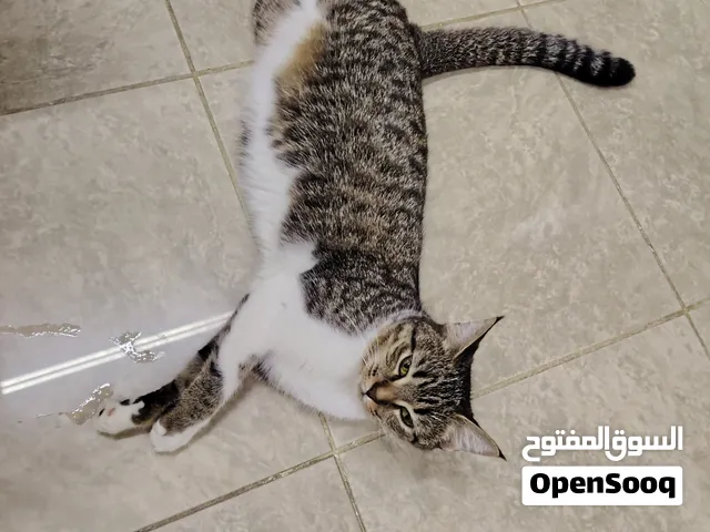 قطة للتبني