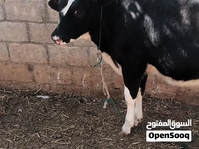 عجلتين 8 اشهر للبيع تواصل واتس