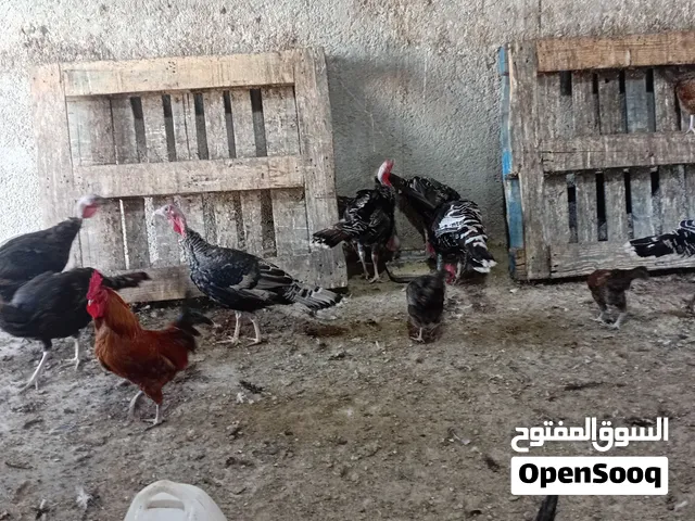 حبش بلدي اسود عمر سبع شهور ذكور وانثاني