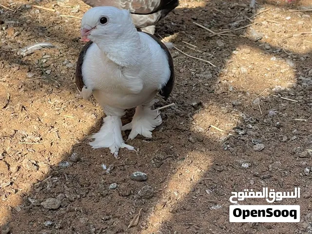 حمام المدينة وحمام حب الرمان